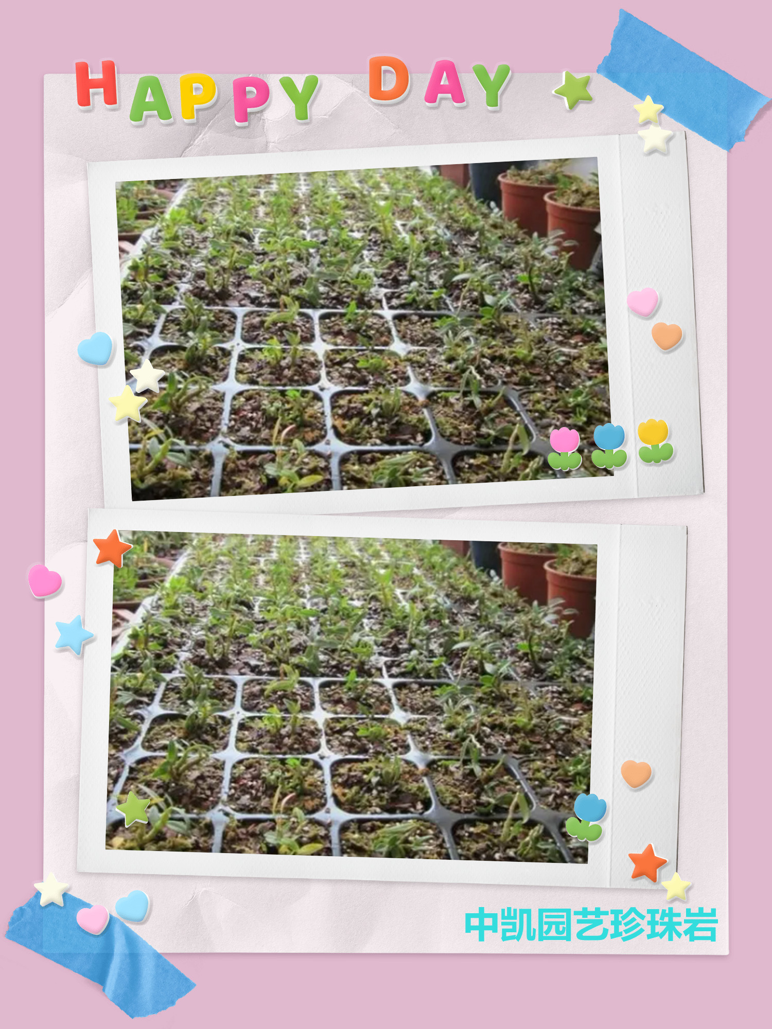 園藝珍珠巖 園藝珍珠巖